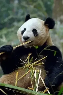Animales al natural - Osos