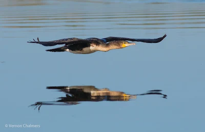 White-Breasted Cormorant Taking-Off - Woodbridge Island