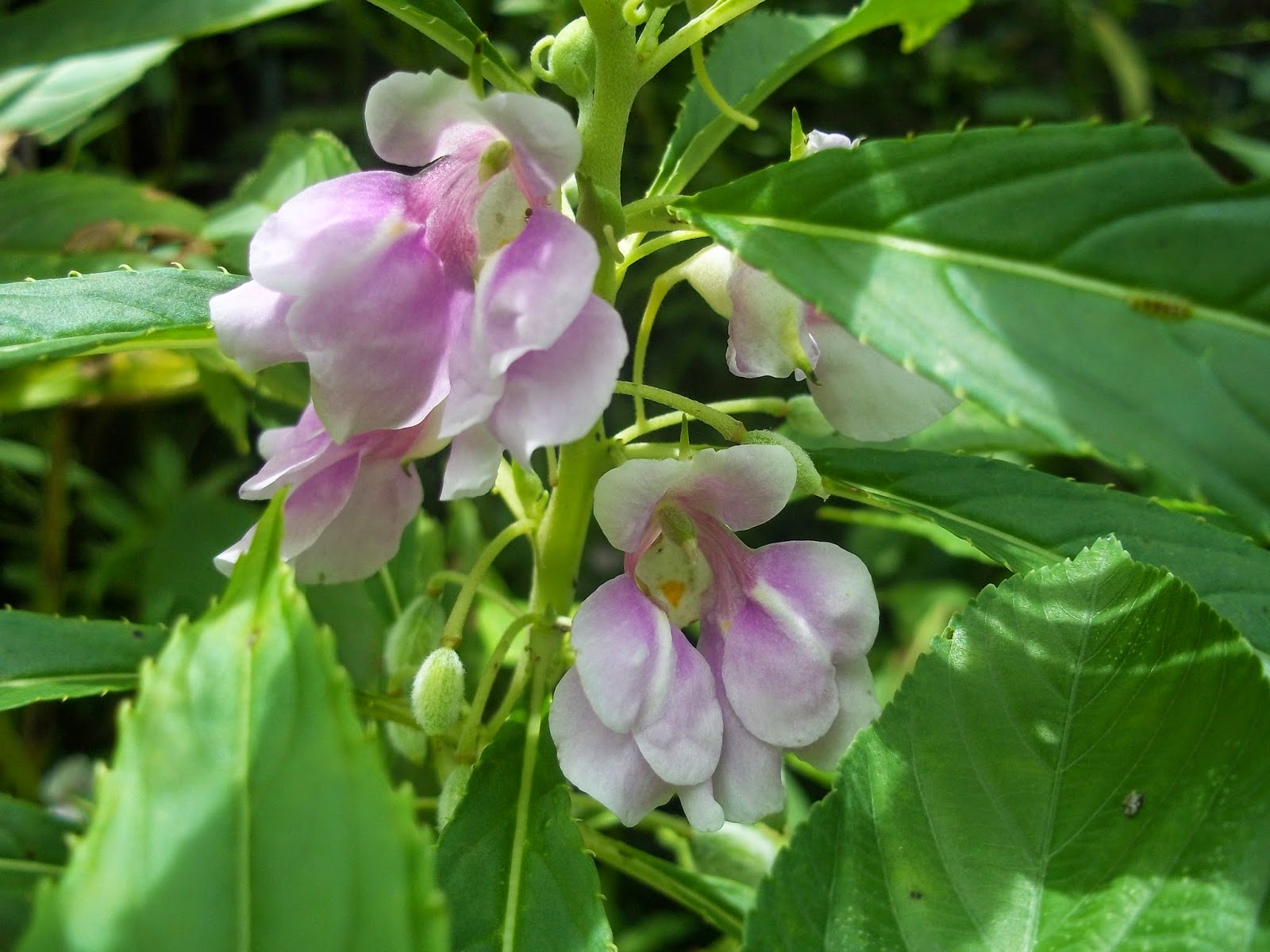  Khasiat Bunga Pacar Air Impatiens balsamina Linn  Tanaman Herbal