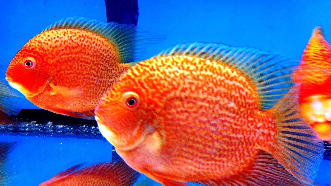 Buy Coldwater Fish Online - Fish Choices