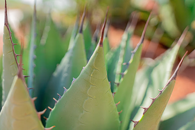 Aloe Vera for Glowing Skin