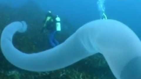 Enorme criatura do mar incandescente capturada em vídeo