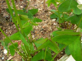 Leaves of Oxalis latifolio (Pink Sorrel - Rosa Ambiliya)