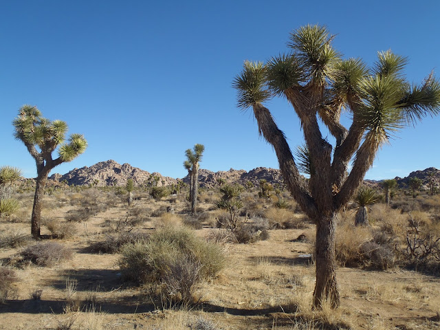 Joshua Tree National Park California