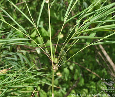 cañas de las yungas Chusquea lorentziana