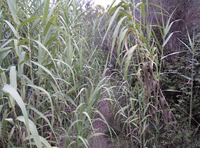 Caña común Arundo donax L