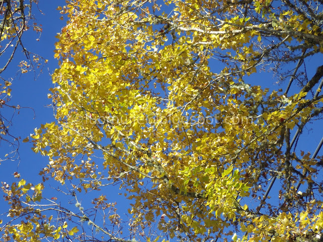 Alishan maple autumn foliage