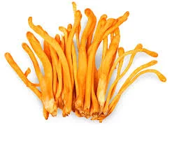 Cordyceps Mushroom Pure Culture Supplier Company in Papua New Guinea