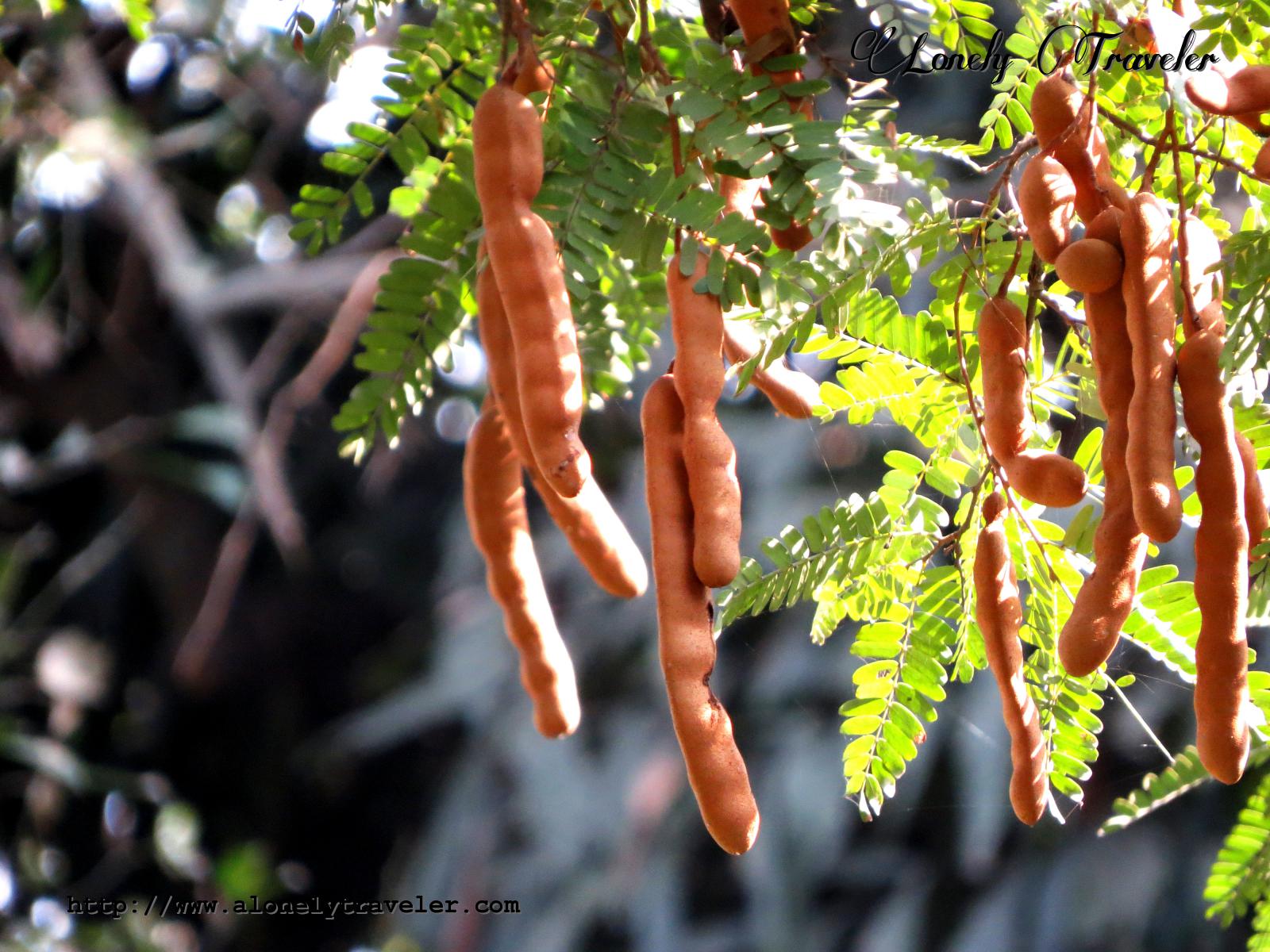 Tamarind Flower Tamarindus Indica