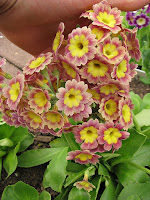 primula auricula аурикула примула