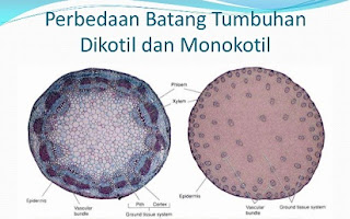 perbedaan batang dikotil dan monokotil beserta gambarnya,secara morfologi,dalam hal ikatan pembuluhnya,akar dikotil dan monokotil,secara anatomi,fungsi batang,struktur,