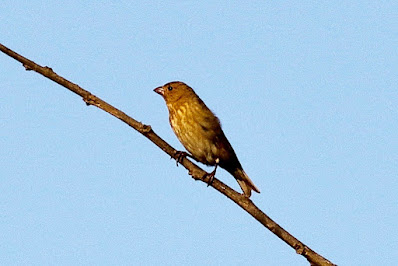 "Common Rosefinch - Carpodacus erythrinus, perched on a branch of the tree flame of the forest."