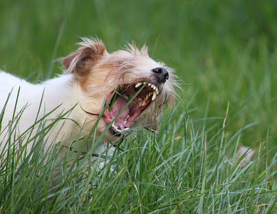 cani-che-mangiano-erba_associazione_mammagatta