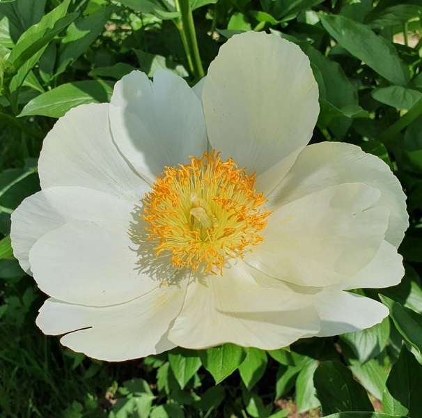 Пион 'Moonrise' / Пион 'Мунрайз' (Paeonia 'Moonrise')