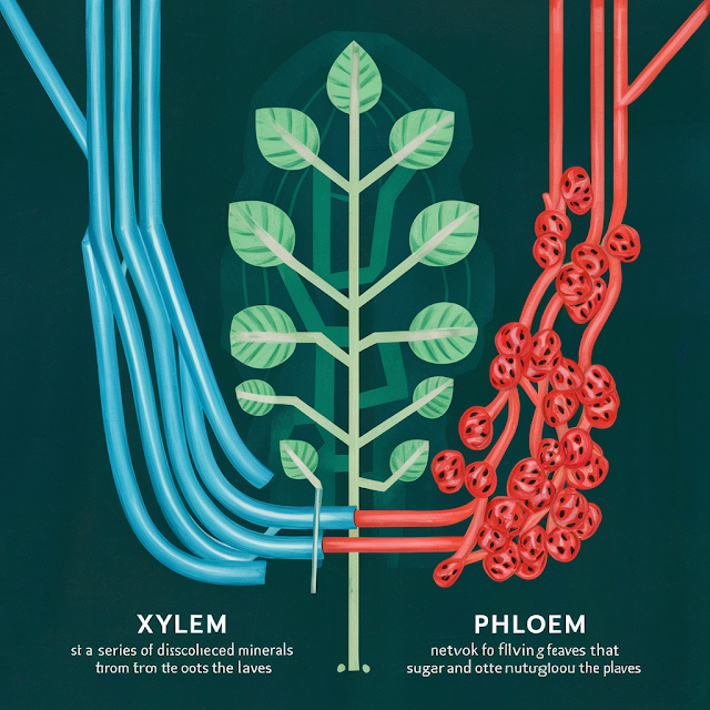 The Difference Between The Transport Of Materials In Xylem And Phloem