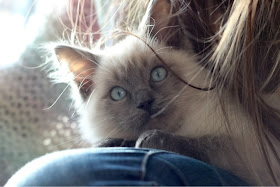 Ragdoll Kitten