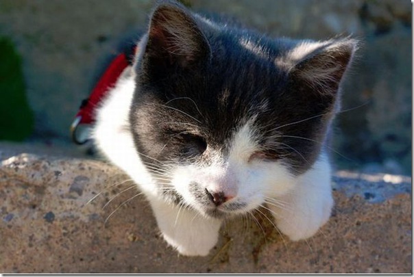 Gatinho que nasceu sem os olhos (10)