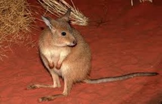 Amazing Pictures of Animals, Photo, Nature, Incredibel, Funny, Zoo, rufous hare-wallaby, (Lagorchestes hirsutus), Mammals, Alex (12)