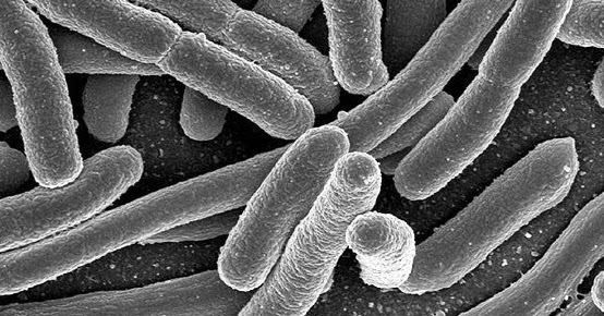 Waspada Bakteri E Coli pada Kolam Renang Beranda Unik