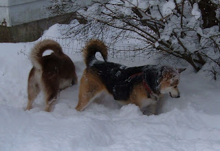 Willy, shepherd-husky mix looks for mice under the snow