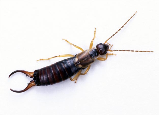 How To Kill Earwigs