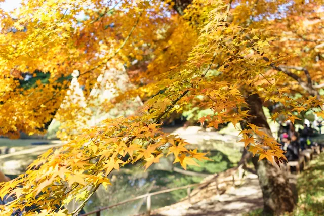 小石川後楽園（東京都文京区）の紅葉