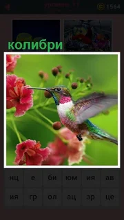  651 слов птица колибри прилетела на цветок 11 уровень