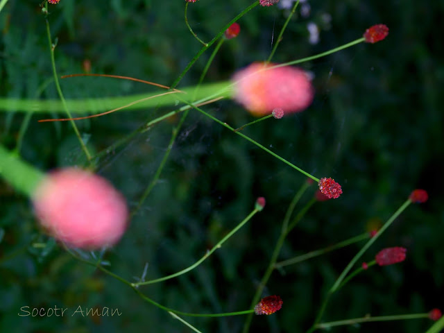 Sanguisorba officinalis