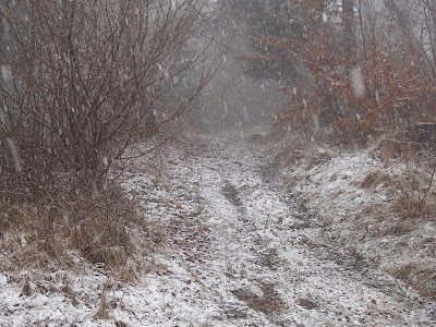 Szczawnica, szlaki turystyczne wokół Szczawnicy, Bereśnik, Bryjarka,  grzyby wiosenne, grzyby w kwietniu, atak zimy