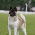 Akita Americano