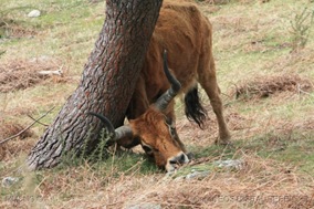 [24]_Vaca_Barrosa(1)