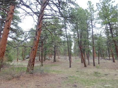 forest, Three Sisters Park, Evergreen CO