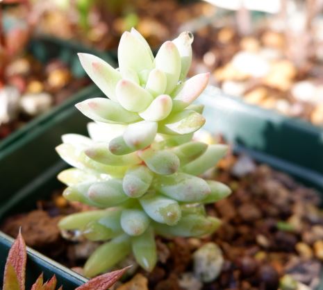 多肉植物 樹氷 ジュヒョウ 特徴と育て方 たにく図鑑 草日和 Kusabiyori
