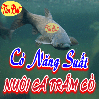 Các loại giống cỏ nuôi cá trắm cỏ năng suất cao