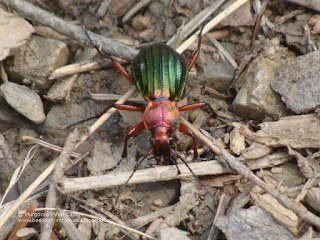 Carabus (Chrysocarabus) auronitens auronitens DSC133376