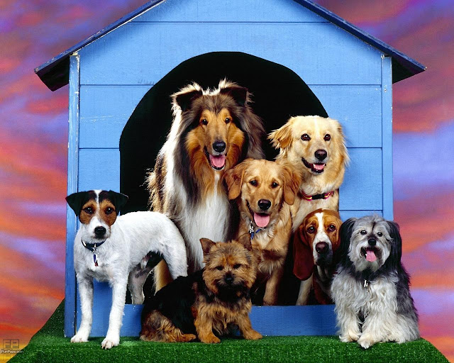 Beautiful Dogs HD Wallpaper -01