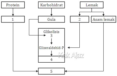 Keterkaitan antara metabolisme karbohidrat, protein, dan lemak, gambar soal Biologi SMA UN 2018