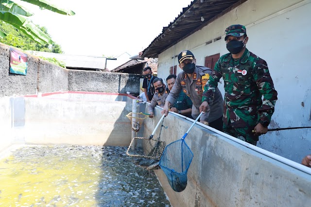 Sinergitas TNI-Polri Sukoharjo Tingkatkan Ketahanan Pangan, Dandim 0726/Sukoharjo Bersama Kapolres Sukoharjo Panen Ikan Lele