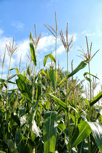 uk corn field