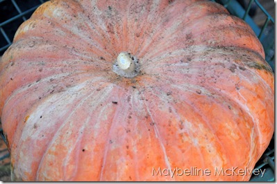 DSC_0609_1913