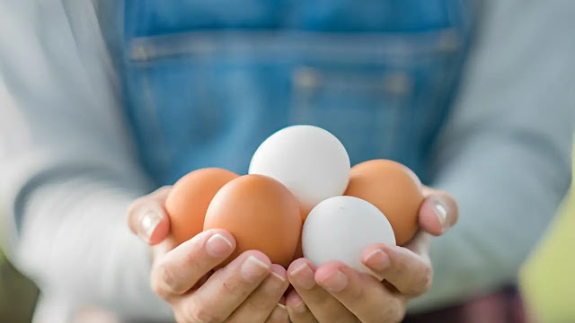 Faktor-faktor yang Mempengaruhi Produksi Telur Ayam Ternak