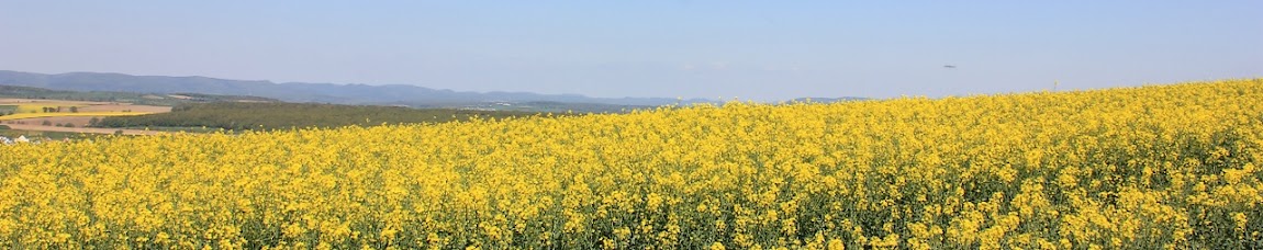 champ de colza