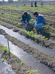 ingenieros agronomos