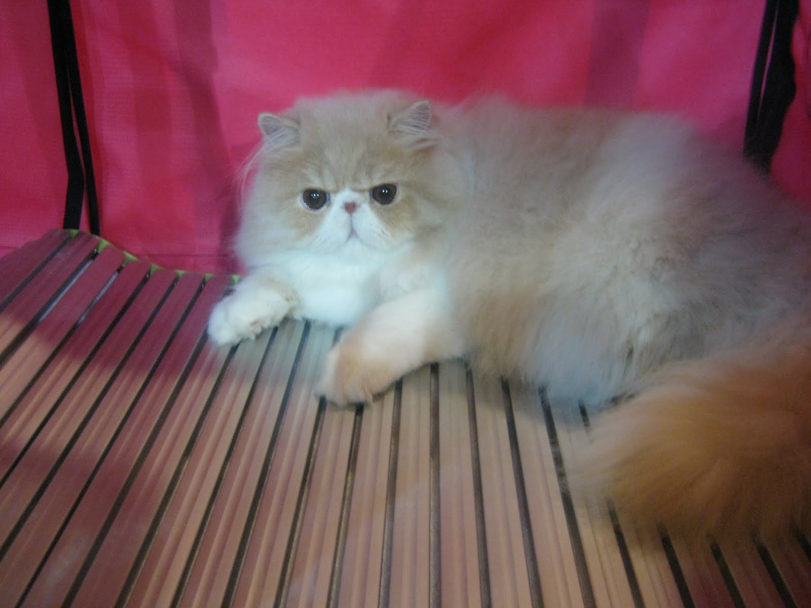 Kucing Comel Gebu Dan Montok Di International Cat Show D