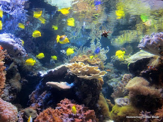 National Aquarium PhotoJournal (From the High School Lesson Book) on Homeschool Coffee Break @ kympossibleblog.blogspot.com