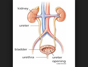 intervensi gangguan eliminasi urine dan rasionalnya nanda nic noc, Diagnosa NANDA 2017, Diagnosa NANDA 2018, Diagnosa Nanda 2018-2020, Diagnosa NANDA 2015, diagnosa Nanda 2014, Diagnosa NANDA 2012, Diagnosa Doenges