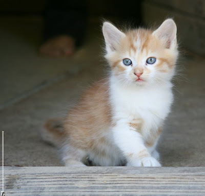 cutest kittens Seen On www.coolpicturegallery.net