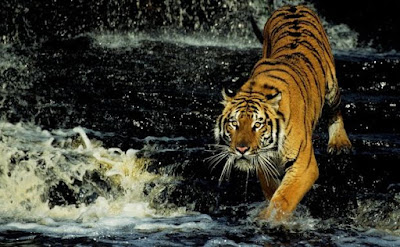 Tigre-de-bengala (Panthera tigris tigris), também conhecido como tigre-indiano, é um grande felino e uma das seis subespécies de tigre restantes, sendo a segunda maior dentre elas, ficando atrás apenas do tigre siberiano.