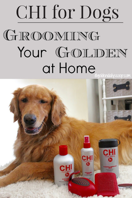 easy ways to groom your golden retriever dog at home #CHIforDogs