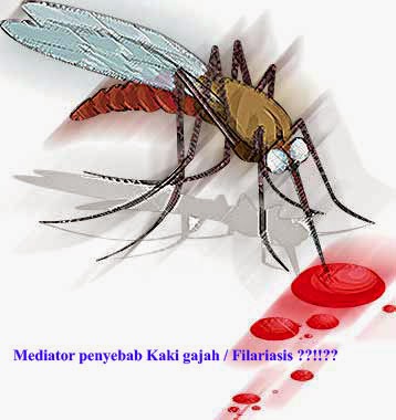 Obat Filariasis Kaki  Gajah  Obat Bronkitis Pada Anak